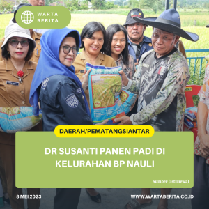 dr Susanti Panen Padi Di Kelurahan BP Nauli