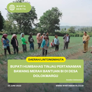Bupati Humbahas Tinjau Pertanaman Bawang Merah Bantuan BI Di Desa Dolokmargu