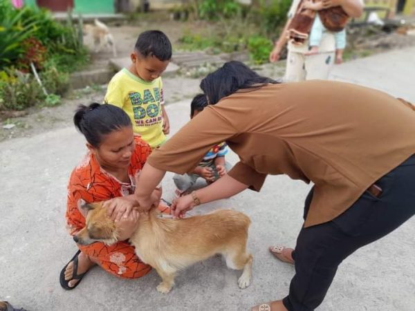 Cegah Rabies, Dinas KPP Dairi Lakukan Vaksinasi Terhadap Anjing