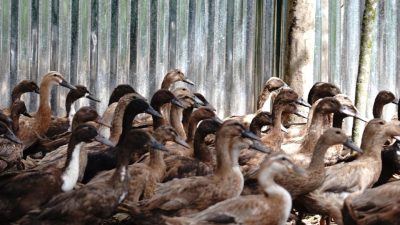 FBT: BUMDes Harus Bisa Tumpuan Ekonomi