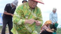 Bupati Samosir Tanam Bawang Putih, Perkuat Ketahanan Pangan Nasional
