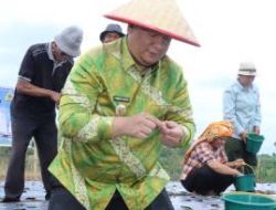 Bupati Samosir Tanam Bawang Putih, Perkuat Ketahanan Pangan Nasional