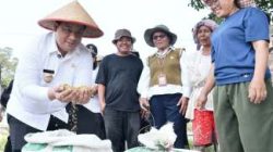 Bupati Vandiko Gultom Panen Bersama Petani, Modernisasi Pertanian Samosir Kian Nyata