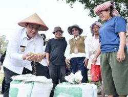 Bupati Vandiko Gultom Panen Bersama Petani, Modernisasi Pertanian Samosir Kian Nyata