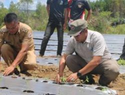Bupati Taput Hadiri Kegiatan Tanam Tomat dan Cabai Serentak di Parmonangan