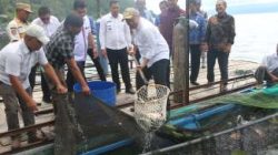 Wabup Deni Lumbantoruan Panen Raya Ikan Nila di BUMDes Saurdot