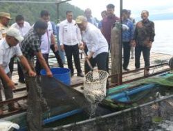 Wabup Deni Lumbantoruan Panen Raya Ikan Nila di BUMDes Saurdot
